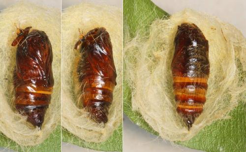 Réf. 220 658 : Calliteara pudibunda